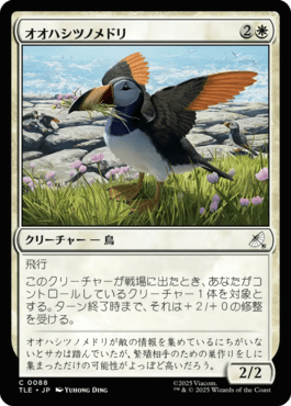 オオハシツノメドリ