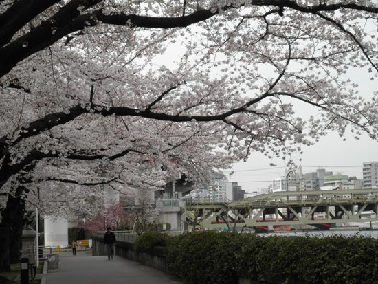 桜咲く季節