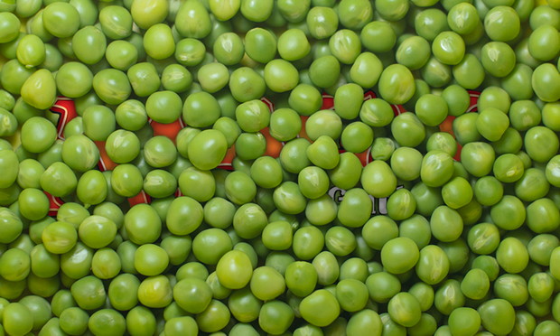 MM20160613_peas.jpg